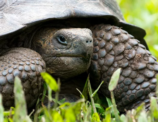 Closeup Turtle Ecuador