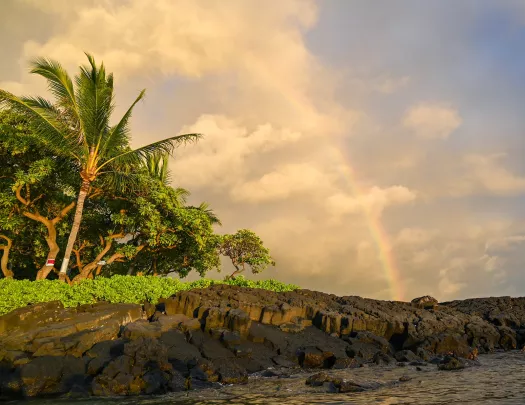 Cliff by the ocean with tall trees and a rainbow in the background
