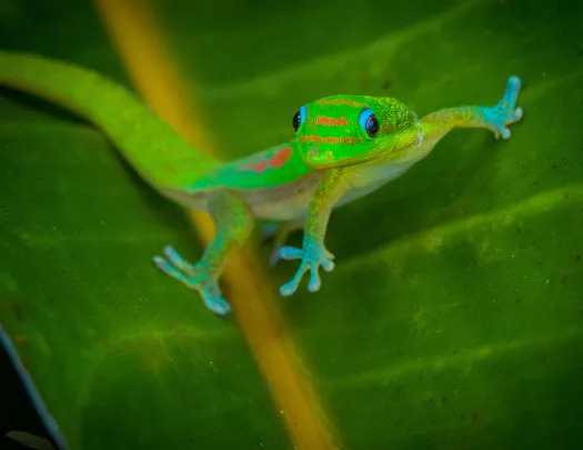 Green gecko on a leaf in Hawaii
