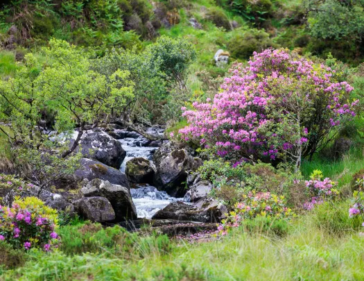 Small river surrounded by pink flowers and small trees