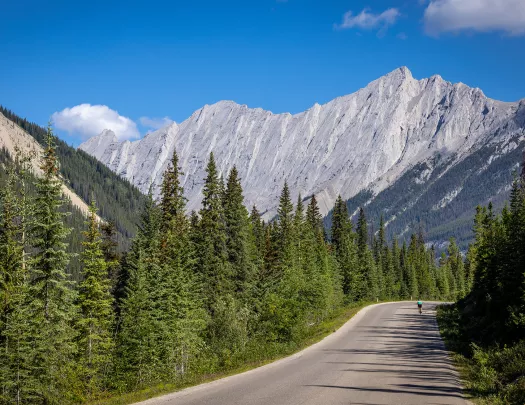 road through pine trees leading to mountain