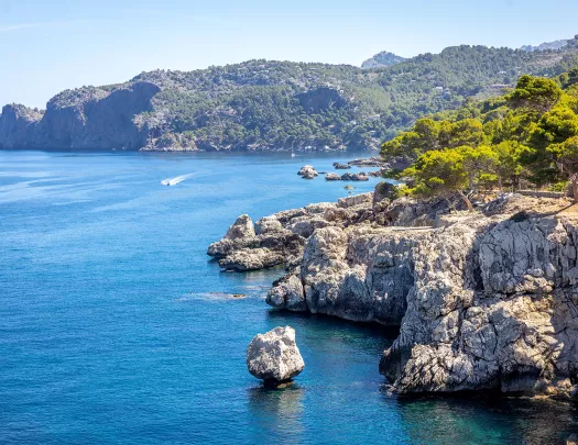 Cliff covered in trees by the ocean