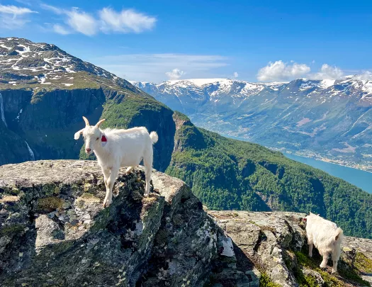 Mountain Goat Fjord