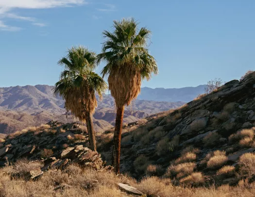 To large palm trees in the middle of a dried valley