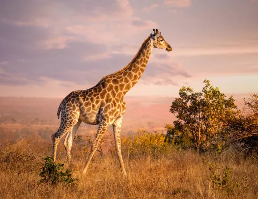 A giraffe in the sunset