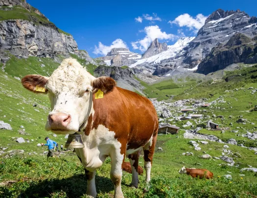White and brown cow on a grassy field with mountains in the background