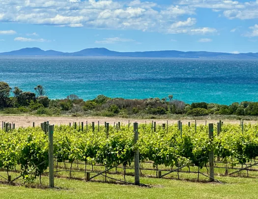 Valley of crops with a view of the ocean in the background