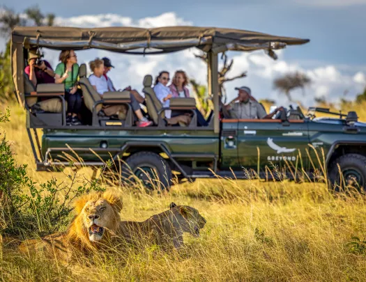 two lions lounge near a car