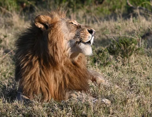 Lion in repose with face towards the sun