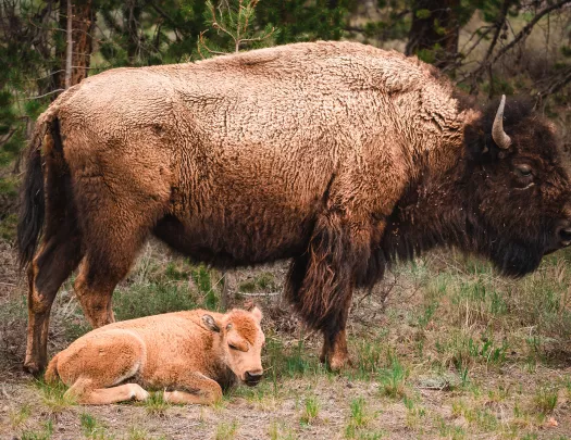 Bison and Calf resting in a pasture