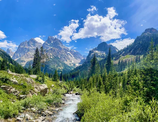 Creek rushing through green landscape