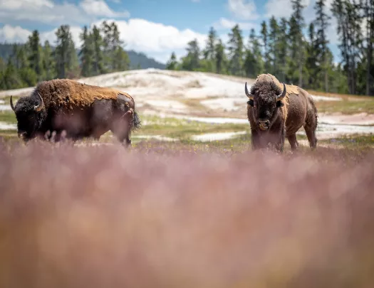 Two bison roaming freely in an open grass field