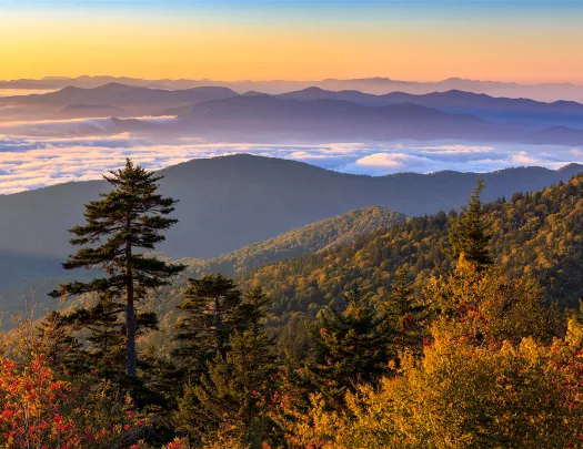Wide shot of autumnal forest during colorful sunset.