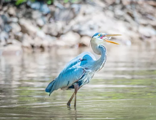 Close-up of a Great Blue Heron. 