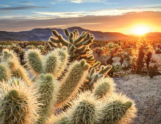 Field of cactus plants, sunset in background.
