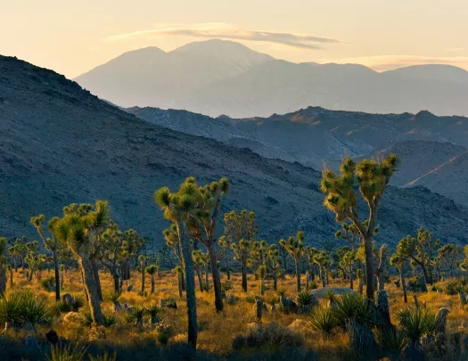 Field of Yucca trees, mountain range in background.