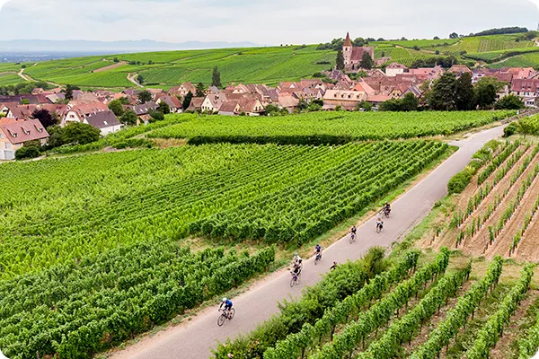 Group of bikers riding through vineyards in Alsace