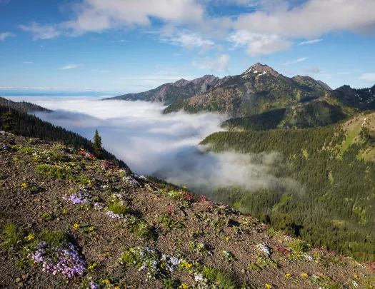 Patches of flowers and plants on a dirt cliff overlooking other mountains
