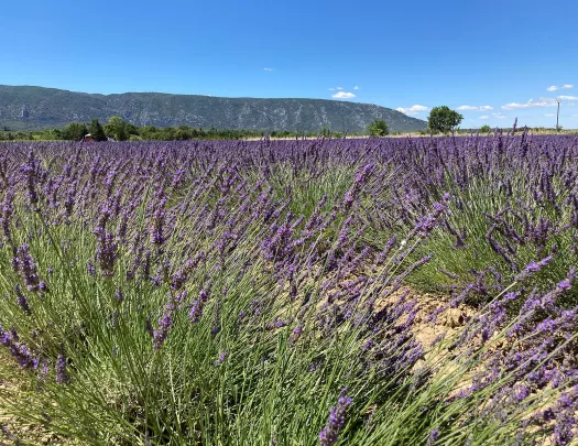 Lavender Field