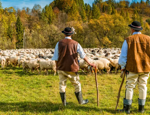 Two sheep herders and flock of sheep.