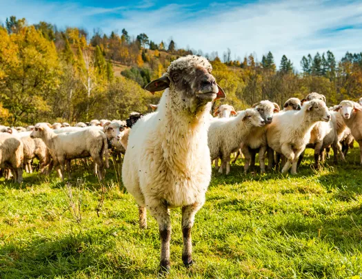 Sheep grazes with its herd