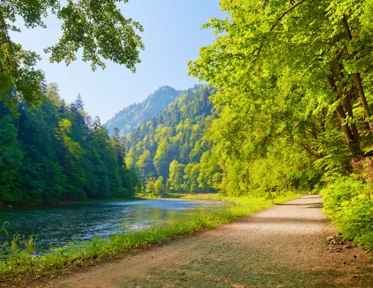 Dirt road running parallel to river in forest.