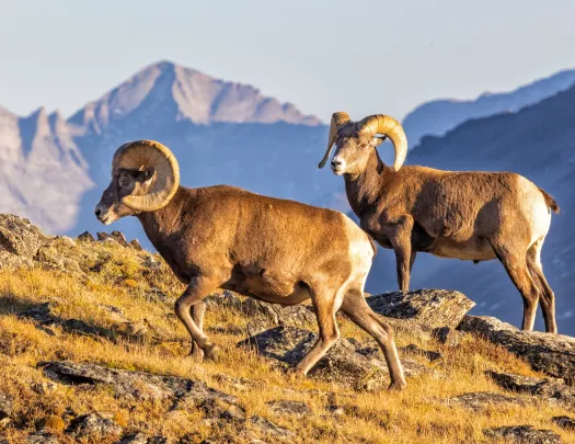 Two rams walking on top of a mountain