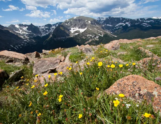 Flowers surrounded by large boulders, with mountains in the distance