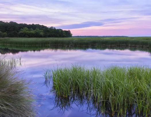 Wide shot of swampy marshland. 