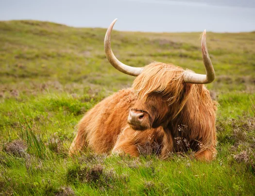 Furry cow with large horns, laying down on the grass
