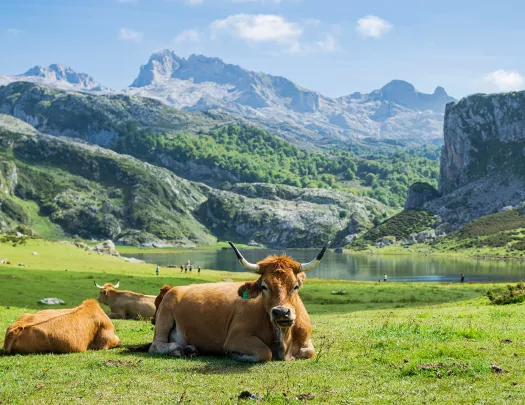 Herd of cows laying on a grassy valley