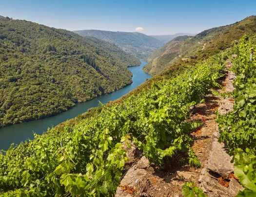 POV shot on hillside vineyard, looking towards river valley.