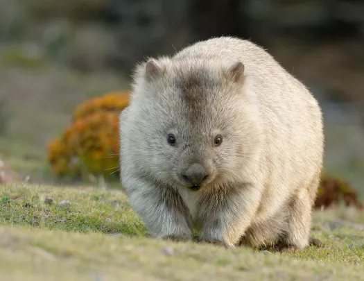 Furry wombat walking on a grassy valley
