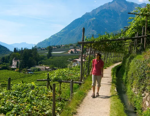 Person wearing a red shirt, walking through a trail surrounded by plants