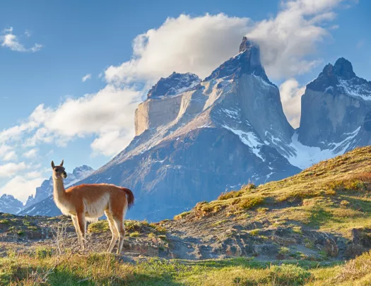 Alpaca in an empty valley with snow-capped mountains in the distance