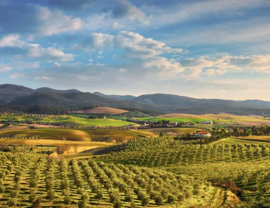 Wide shot of hilly vineland during sunset.