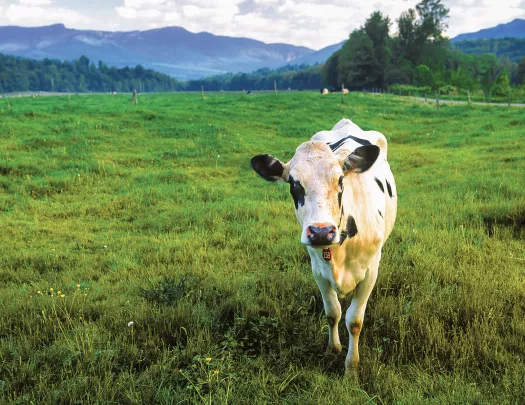 Shot of large field, cow looking at camera.