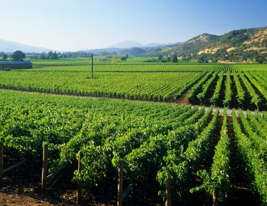 Open field of green crops and small hills in the distance