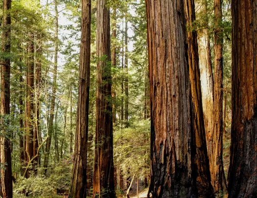 Large trees with skinny trees scattered across a forest