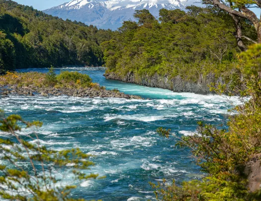 River with a curvy path, surrounded by trees and tall plants