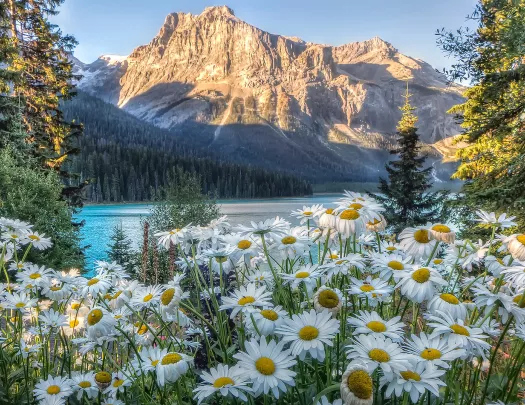 Wide shot of sunlit mountain, blue lake, Shasta Daisies.