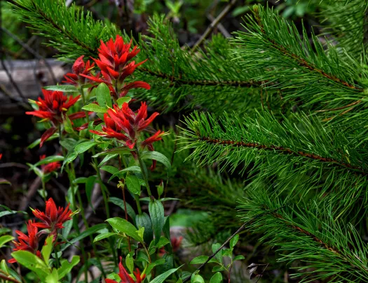 Close-up of red Indian Paintbrush flower.