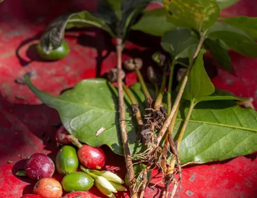 Green plant with fruits over a red floor