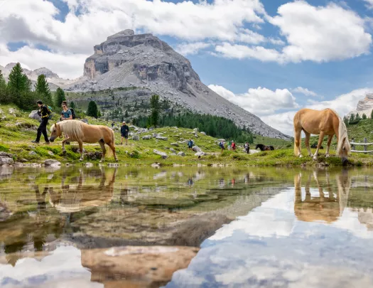 Horses walking by a pond, with a group of people walking behind