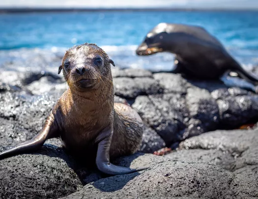 Wet Sea Lion Ecuador Coast