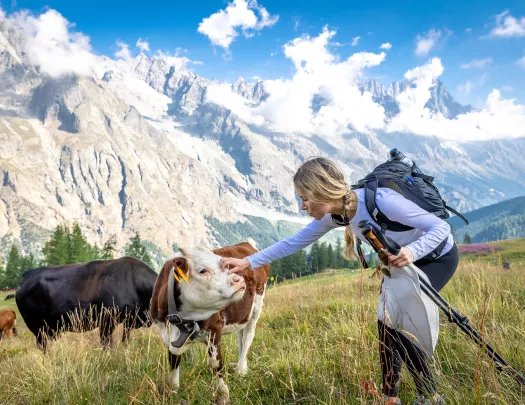 Guest petting cow, large, craggy mountain range in distance.