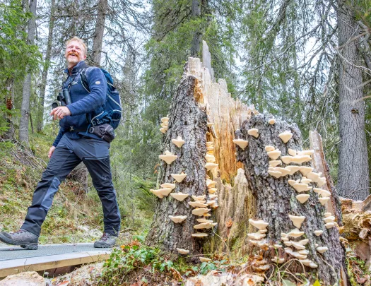 Man walking by a tree stump that is covered in fungi