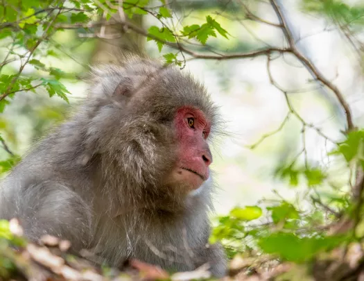 Monkey in a tree in Japan