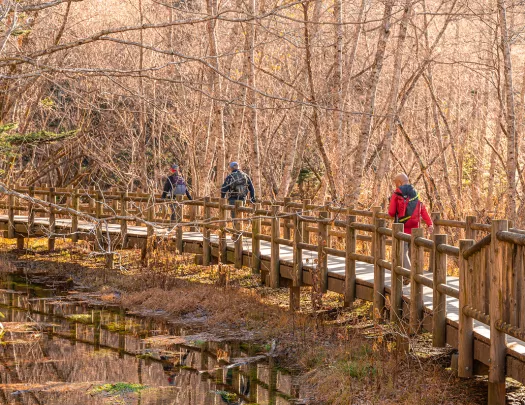 Three people walking on a wooden bridge in the middle of a forest of dried trees
