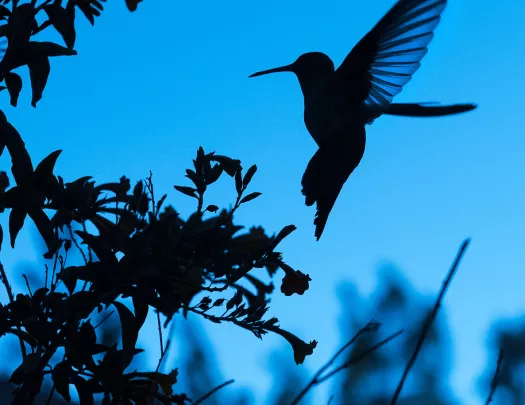 Nighttime photo of a hummingbird flying to treebranch.
